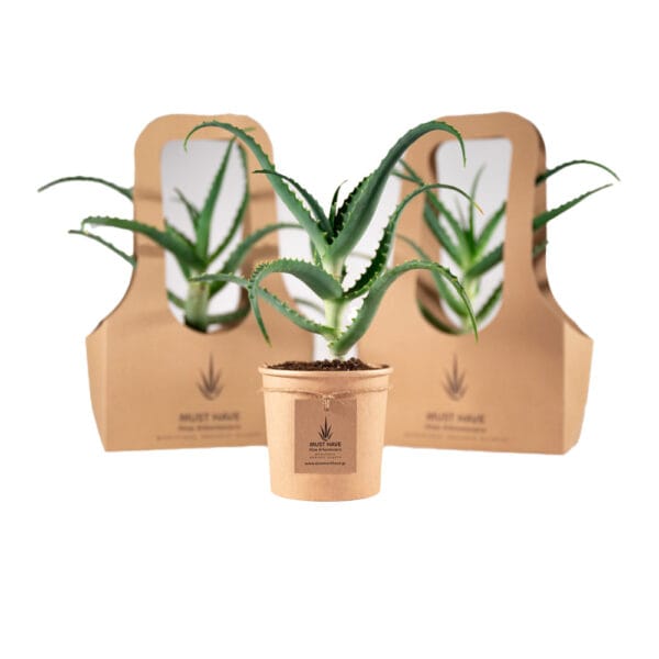 Plant ΒΙΟ Aloe Arborescens 25-30cm