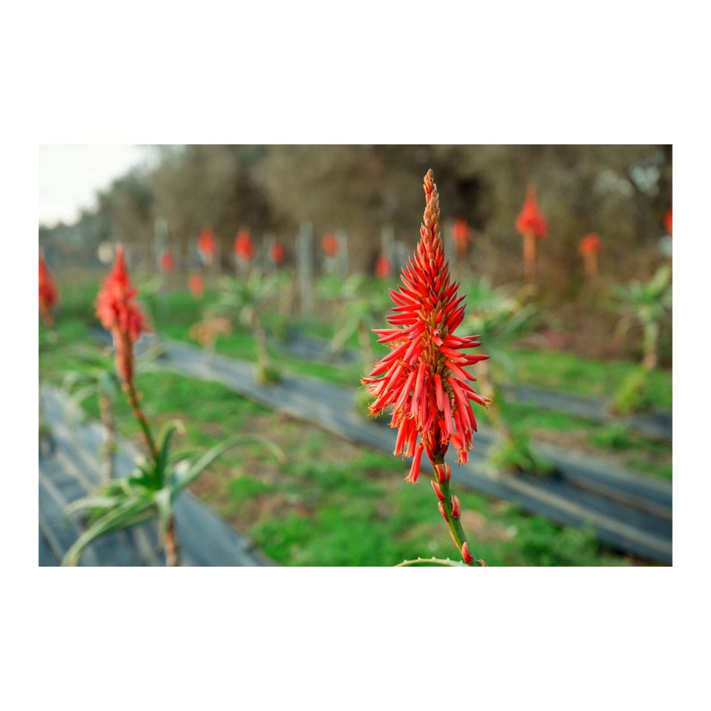 Plant ΒΙΟ Aloe Arborescens