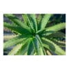 Plant ΒΙΟ Aloe Arborescens 25-30cm