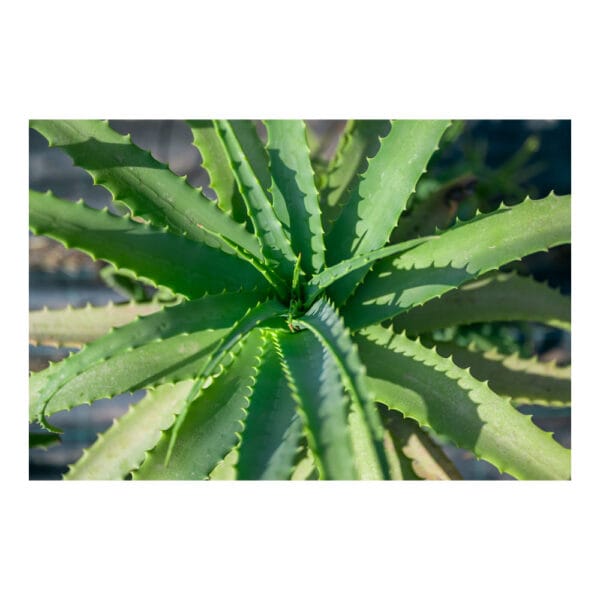 Plant ΒΙΟ Aloe Arborescens 25-30cm