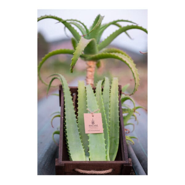 ΒΙΟ Aloe Arborescens
