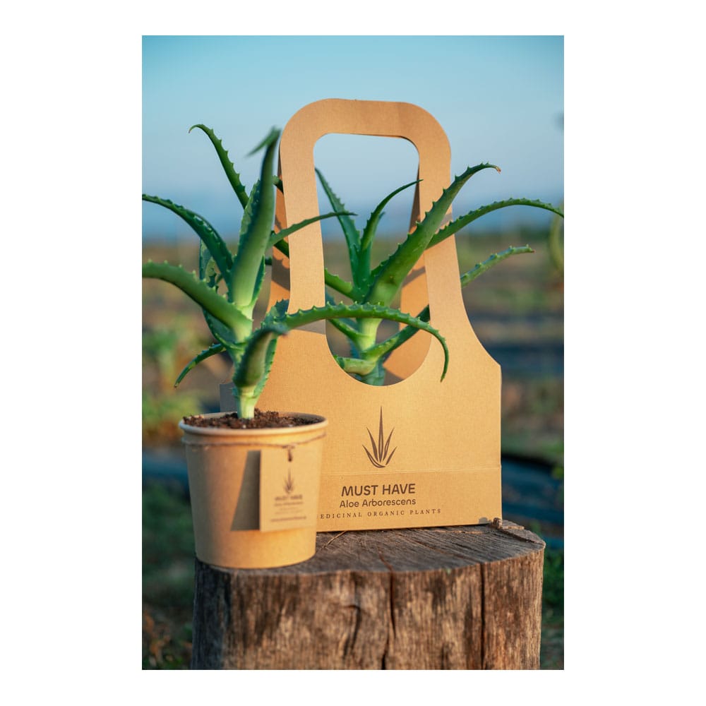 Plant ΒΙΟ Aloe Arborescens 25-30cm